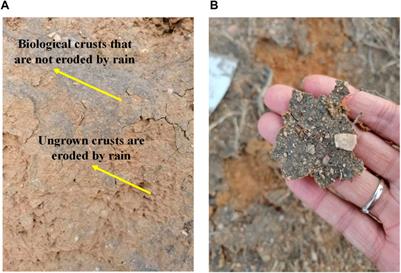 Genetic testing and microstructure characterization of biological crusts on the rammed soil surface at the Shanhaiguan great wall in China